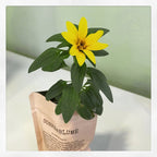 Botschaftsbeutel – Lustig-freches DIY Pflanz- & Samen-Geschenk (Mehrere Sorten)