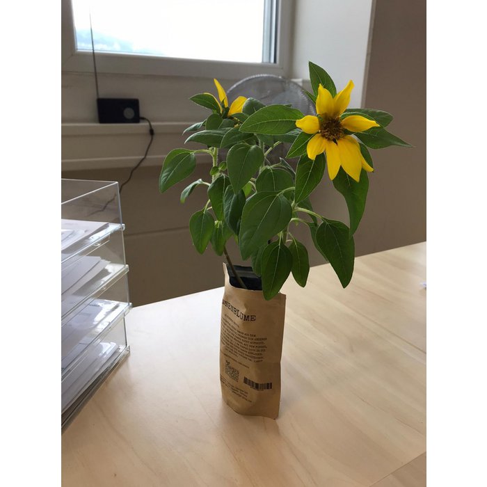 Botschaftsbeutel – Lustig-freches DIY Pflanz- & Samen-Geschenk (Mehrere Sorten)