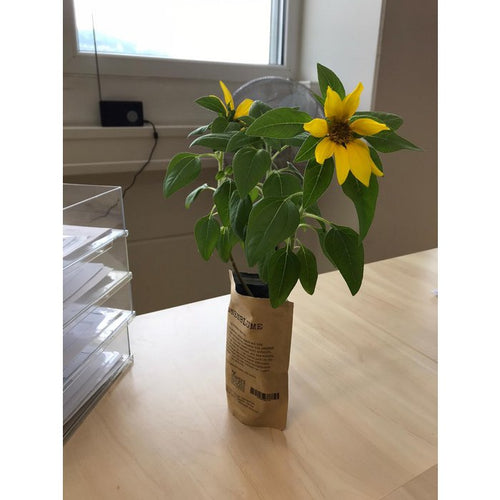 Botschaftsbeutel – Lustig-freches DIY Pflanz- & Samen-Geschenk (Mehrere Sorten)